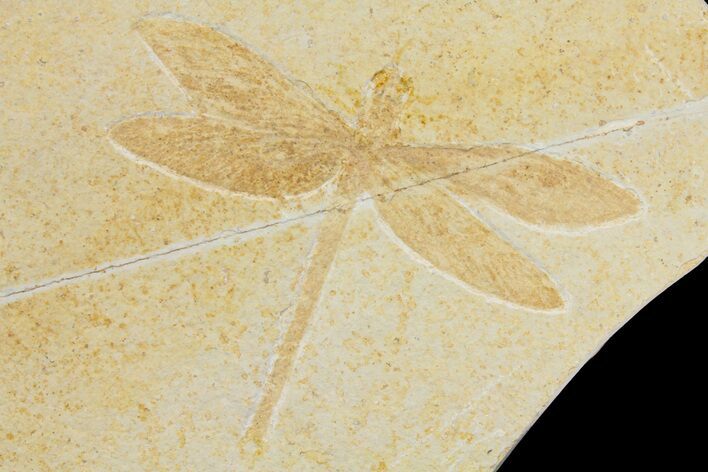Fossil Dragonfly (Tharsophlebia?) - Solnhofen Limestone #169832